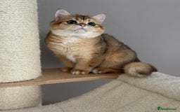 British Shorthair cats for sale: BSH golden kittens - Image 14