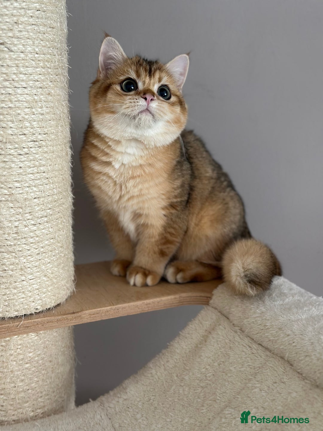British Shorthair cats for sale: BSH golden kittens - Image 14