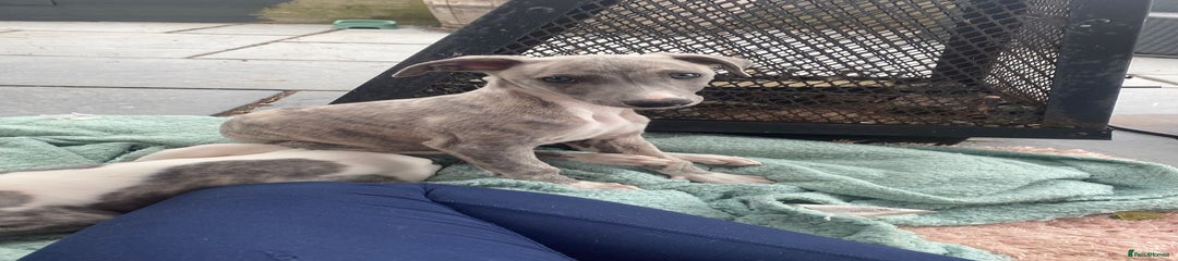 Whippet Puppy 1