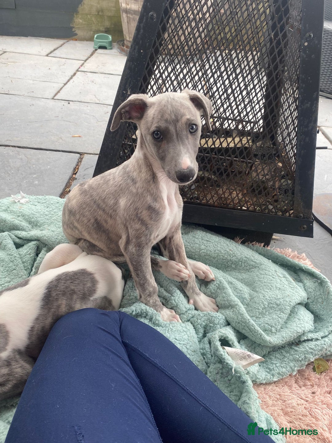 Whippet dogs for sale: Whippet blue a brindle  kc female puppy - Image 1