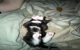 Mixed Breed cats for sale: Isha and Freya - Image 5