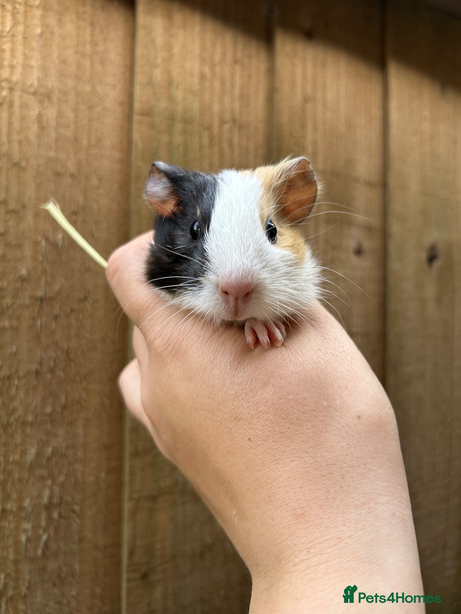Guinea Pig rodents for sale: Beautiful Baby Male Guineapigs  - Advert 3