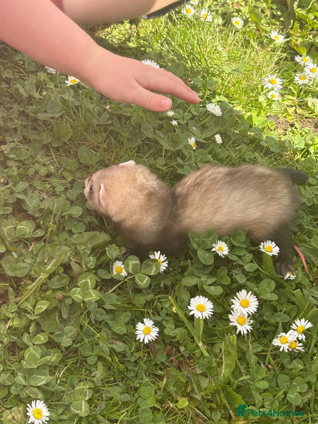 Ferret rodents for sale: 4 ferret kits left  - Advert 4