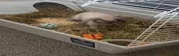 Mini Lop rabbits for sale: Male rabbit  - Advert 5