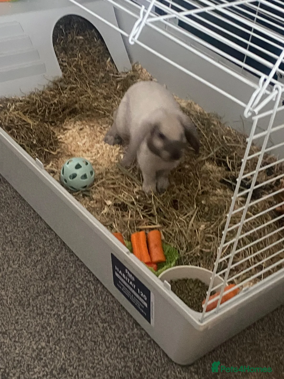 Mini Lop rabbits for sale: Male rabbit  - Advert 5