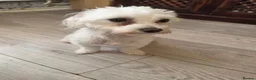 Maltese dogs for sale: Maltese - Advert 2