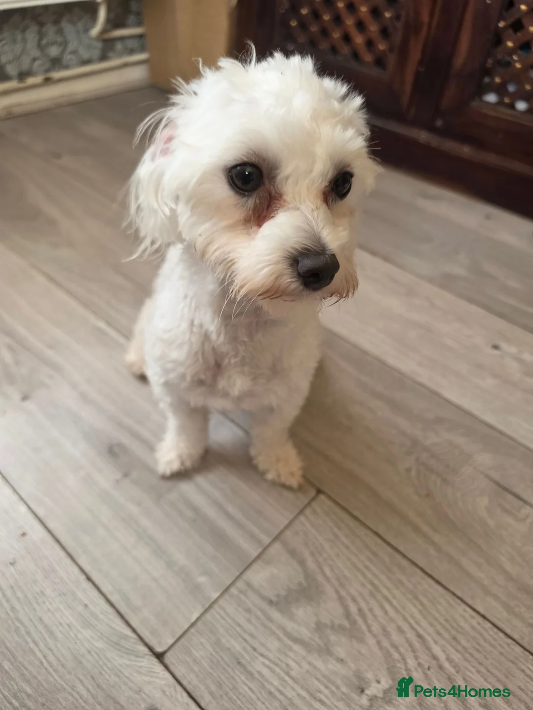 Maltese dogs for sale: Maltese - Advert 2