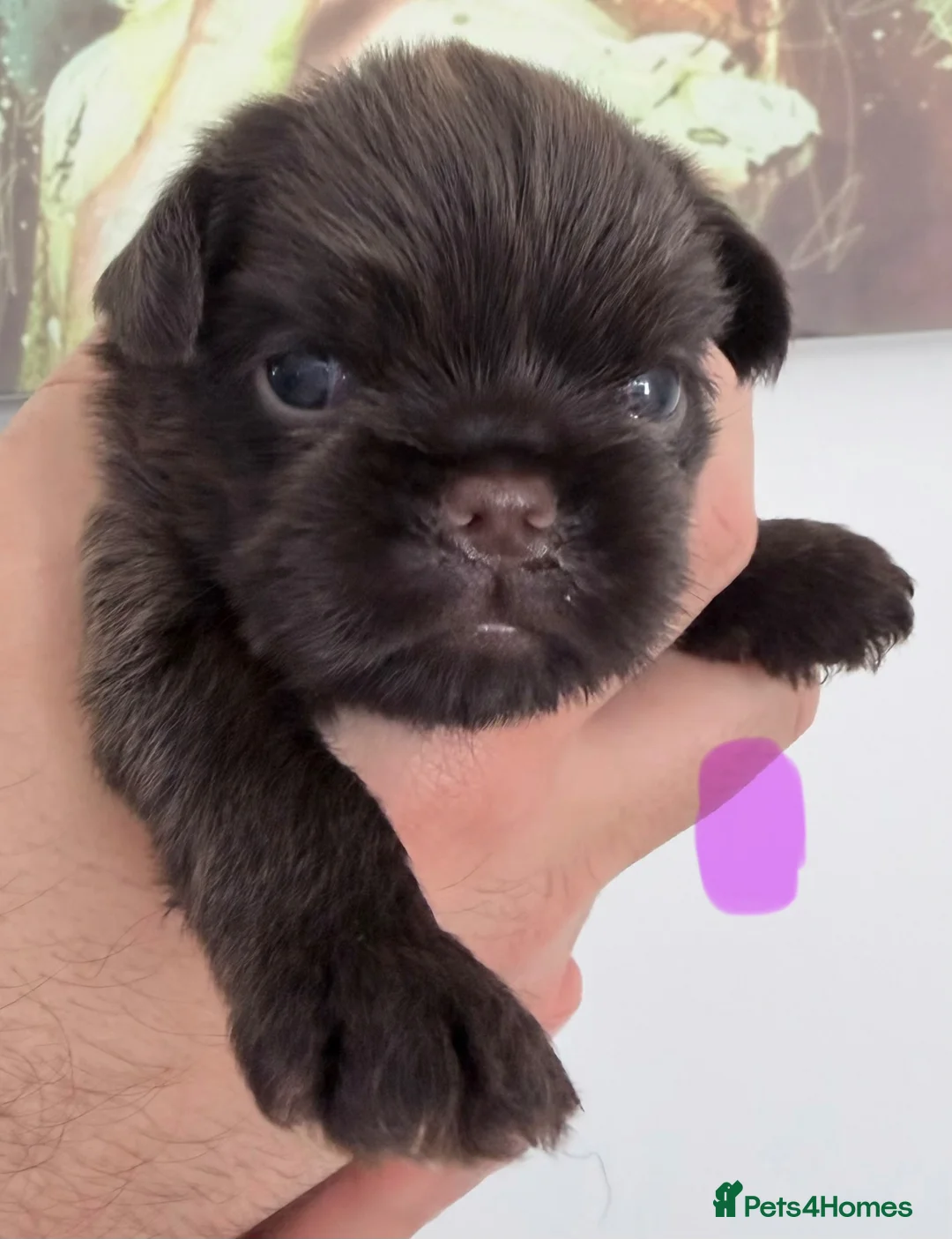 Griffon Bruxellois dogs for sale: Gorgeous chocolate Bruxellois Griffons - Advert 2