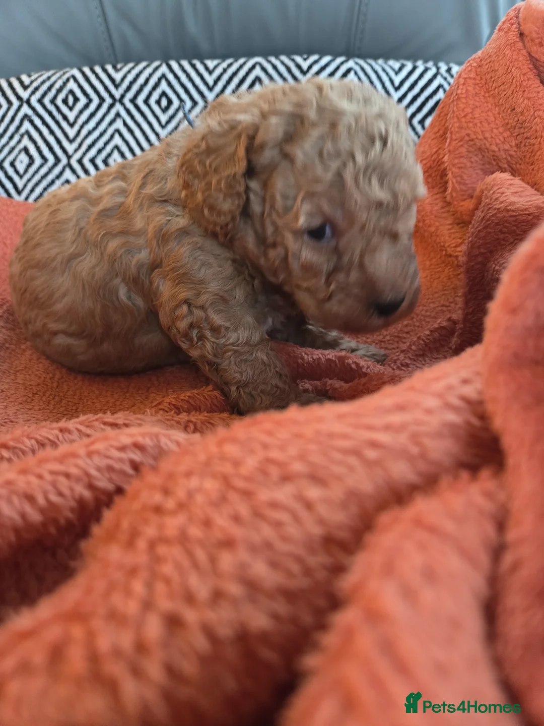 Mixed Breed dogs for sale: Beautiful Health Tested Poochon Cross Puppies  - Advert 11