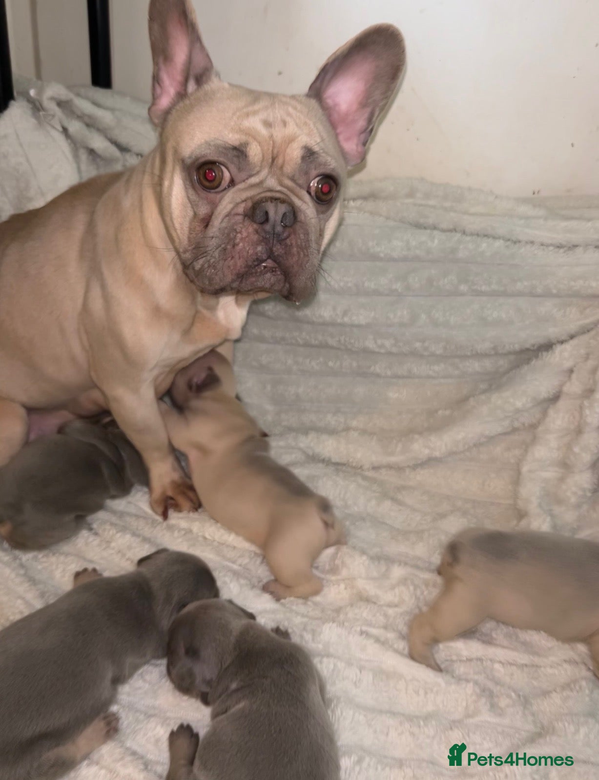 French Bulldog dogs French bulldog puppies  - Advert 10