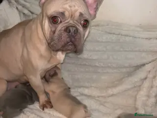 French Bulldog dogs French bulldog puppies - Advert 12