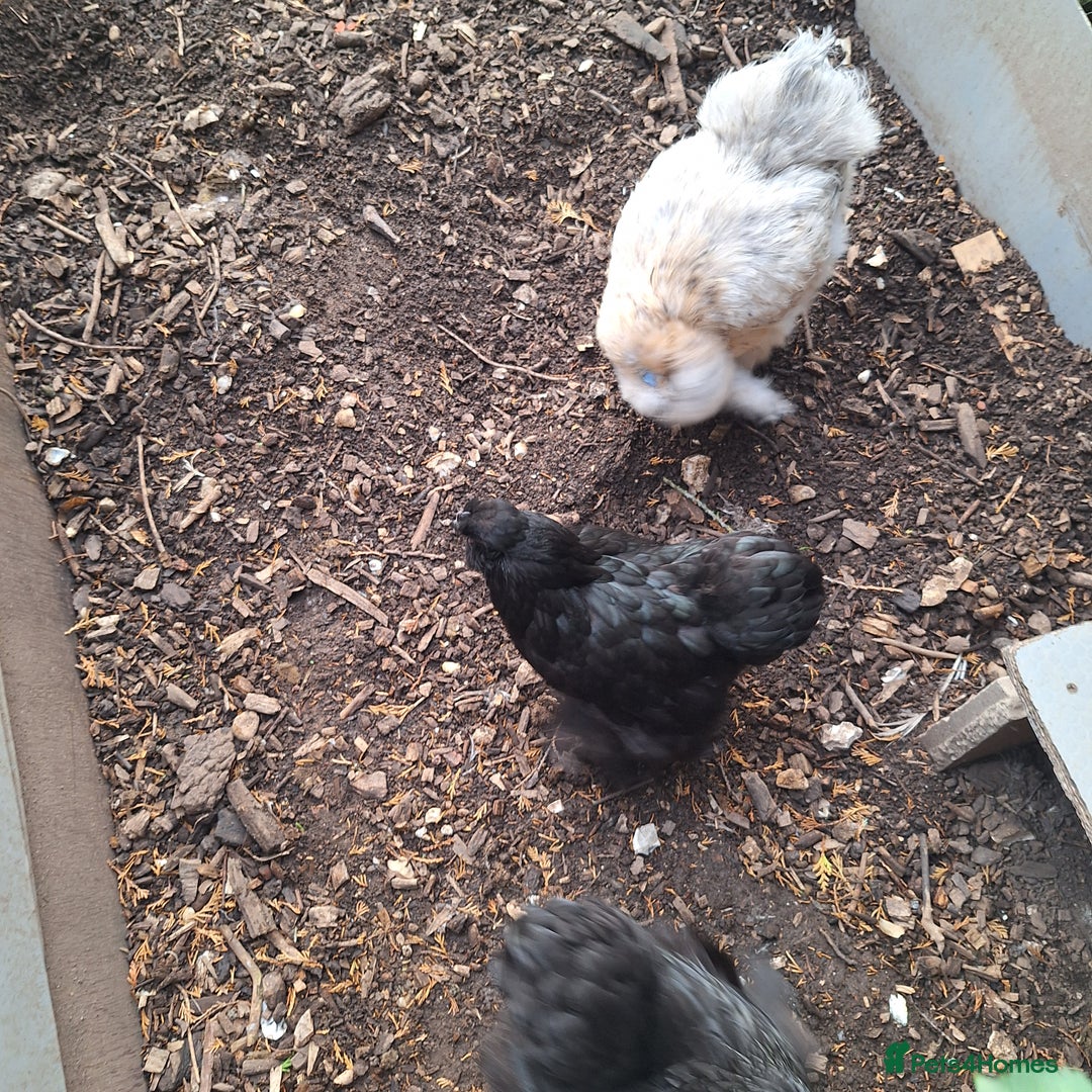 Chickens poultry for sale: Silkie and Silkie Pekin Hens - Image 5