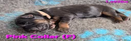 German Shepherd dogs for sale: 2 healthy straight back KC registered male GSP's  - Advert 36