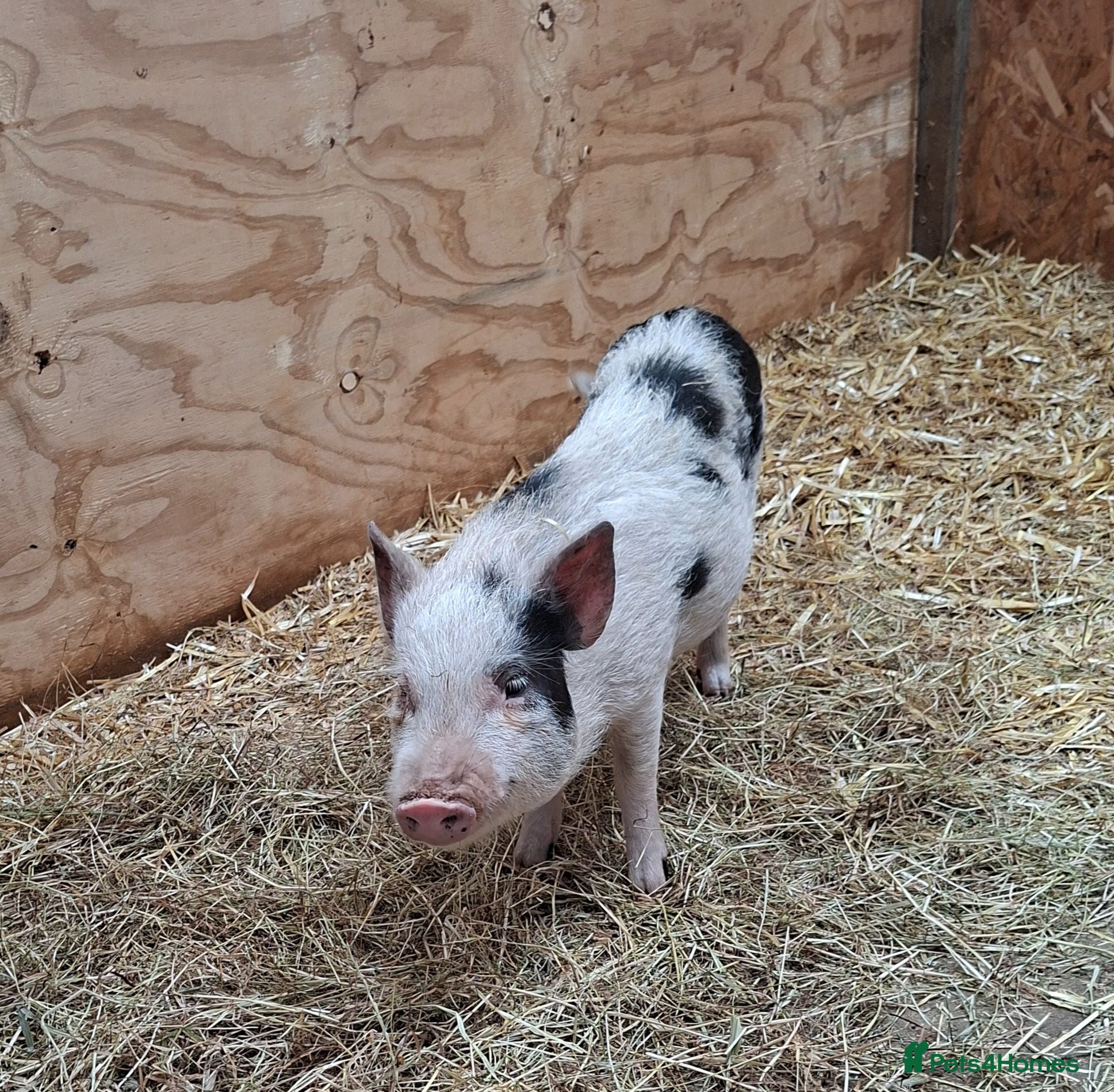 Pig livestock 3 x Castrated Mini / Micro Pigs - Advert 1