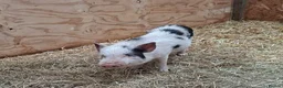 Pig livestock for sale: 3 x Castrated Mini / Micro Pigs - Advert 1