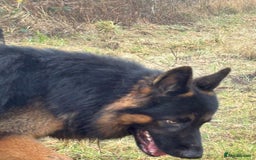 German Shepherd dogs for stud: Herman Kennel Club registered GSD-stud in Doncaster - Image 18