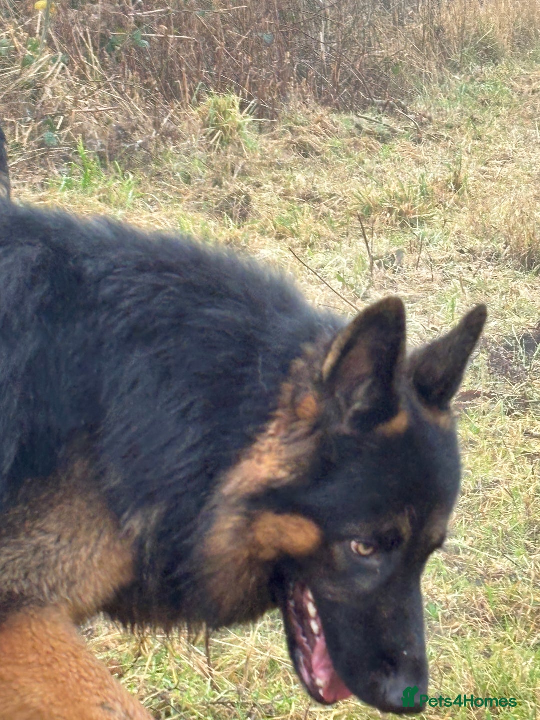 German Shepherd dogs for stud: Herman Kennel Club registered GSD-stud in Doncaster - Image 18