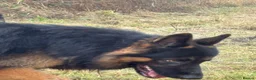 German Shepherd dogs for stud: Herman Kennel Club registered GSD-stud in Doncaster - Advert 18