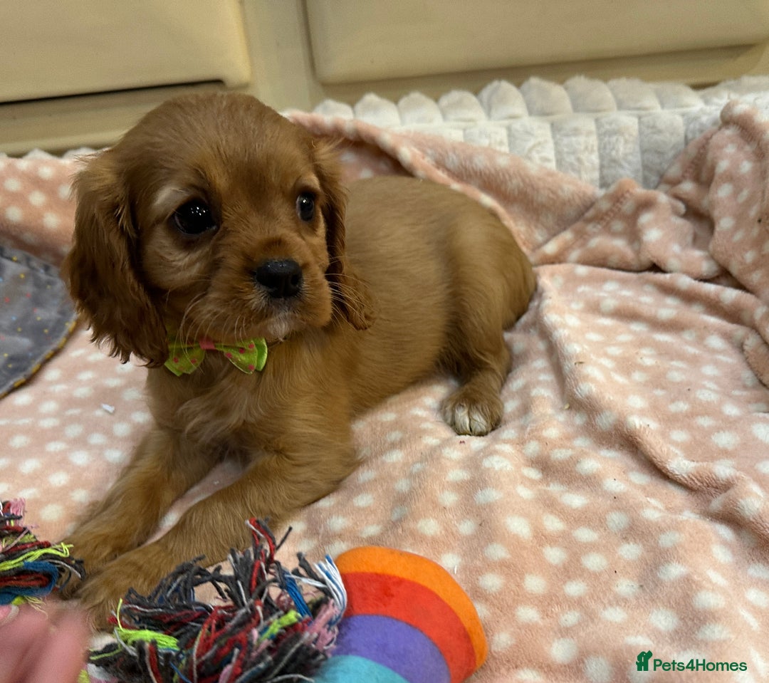 Cavalier King Charles Spaniel dogs for sale: Cavalier King Charles Spaniel Puppies - Advert 5