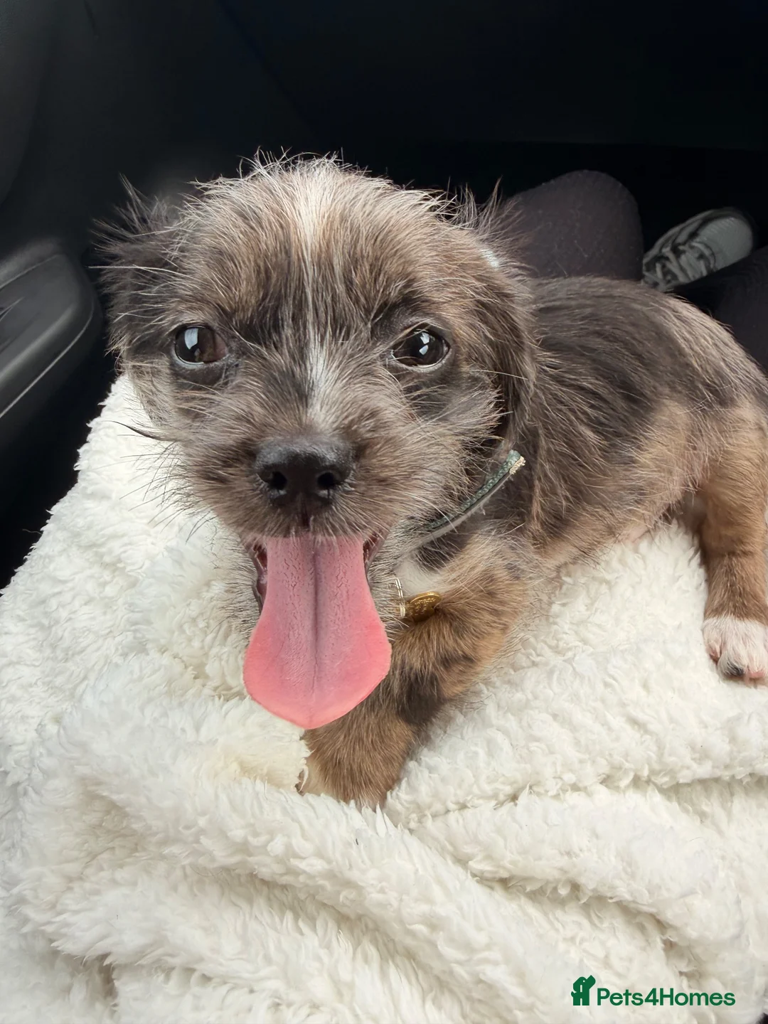 Miniature Dachshund dogs for sale: MINIATURE DASCHUND LONGHAIRED MALE in Bicester - Advert 2