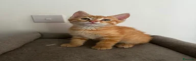 Siberian 1