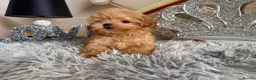 Maltipoo dogs for sale: Maltipoo Boy – Free to a Special Loving Home - Advert 10