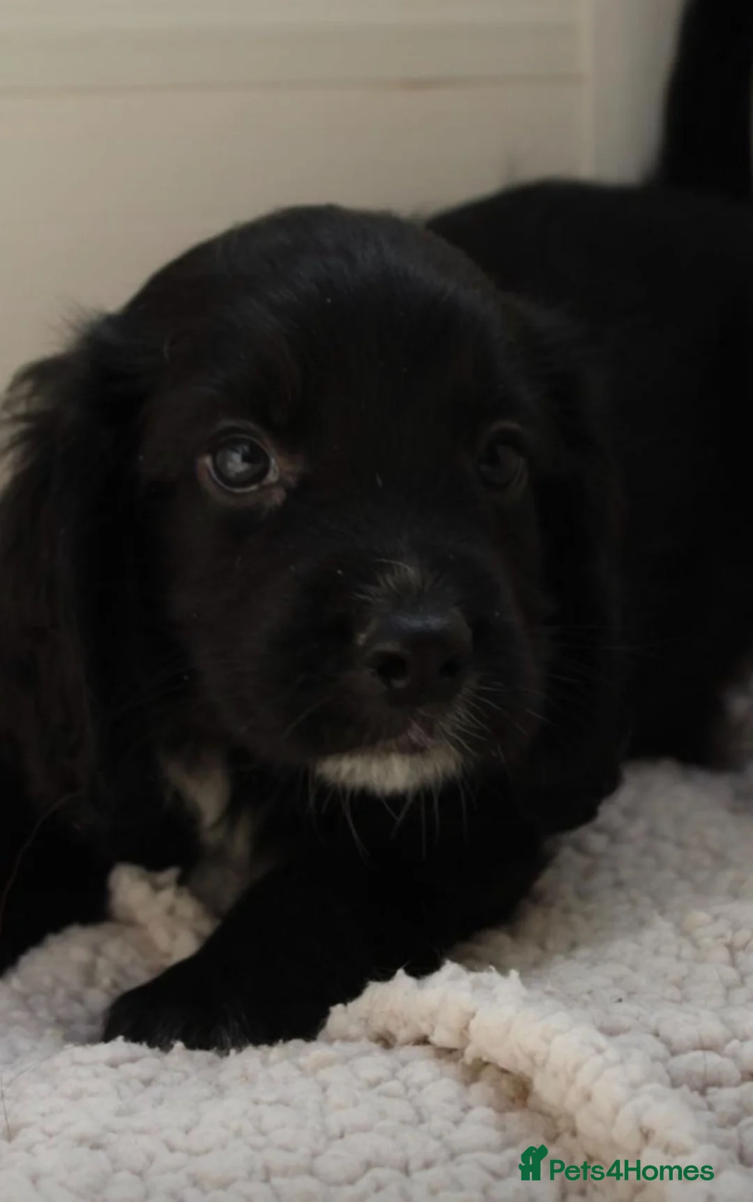 Sprocker dogs for sale: Sprocker puppies for sale - Advert 14