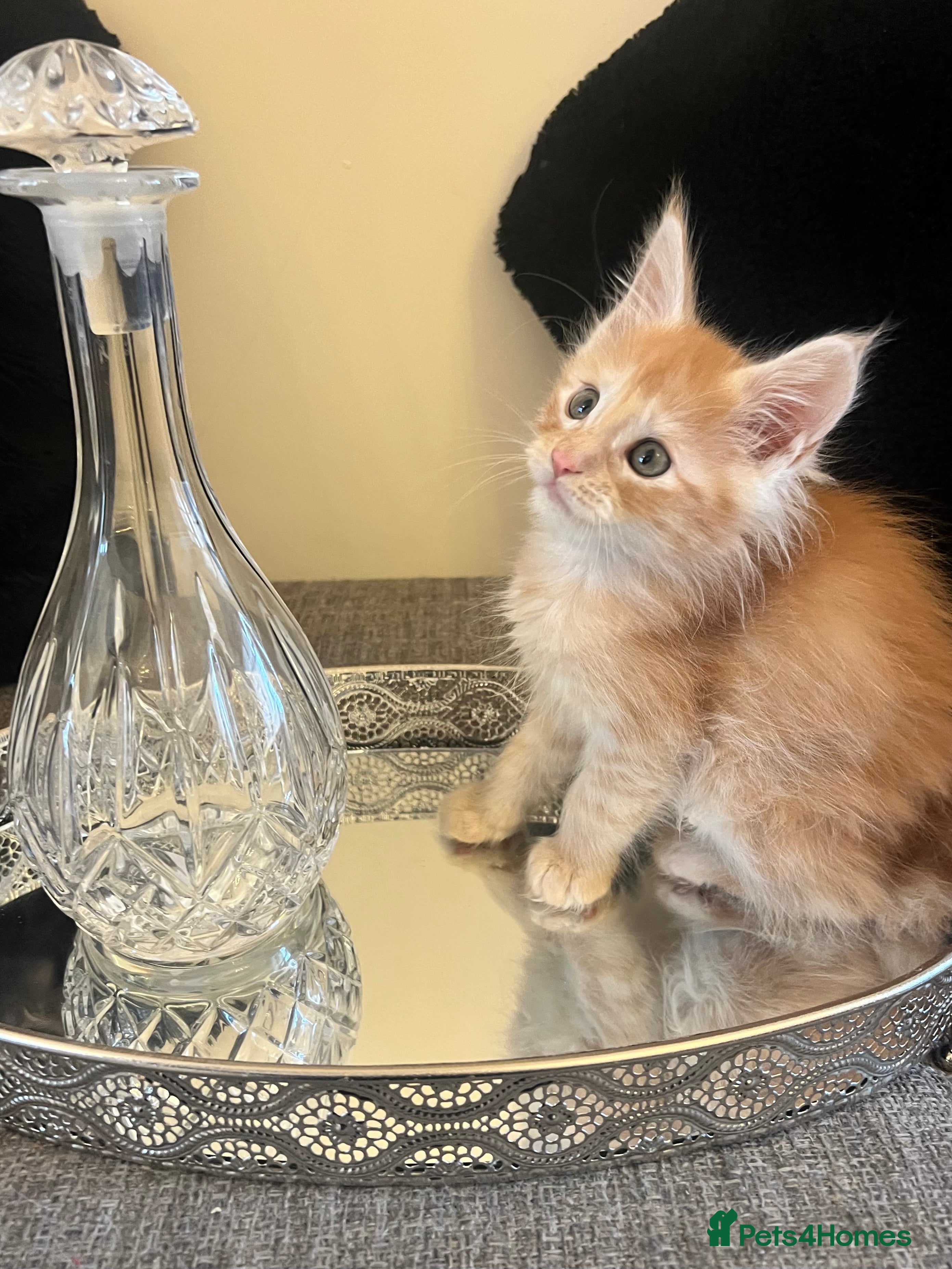 Maine Coon cats £1500 Pure Breed Pedigree Champion Lineage Reds - Advert 16