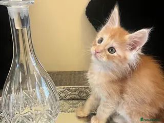 Maine Coon cats £1500 Pure Breed Pedigree Champion Lineage Reds - Advert 16