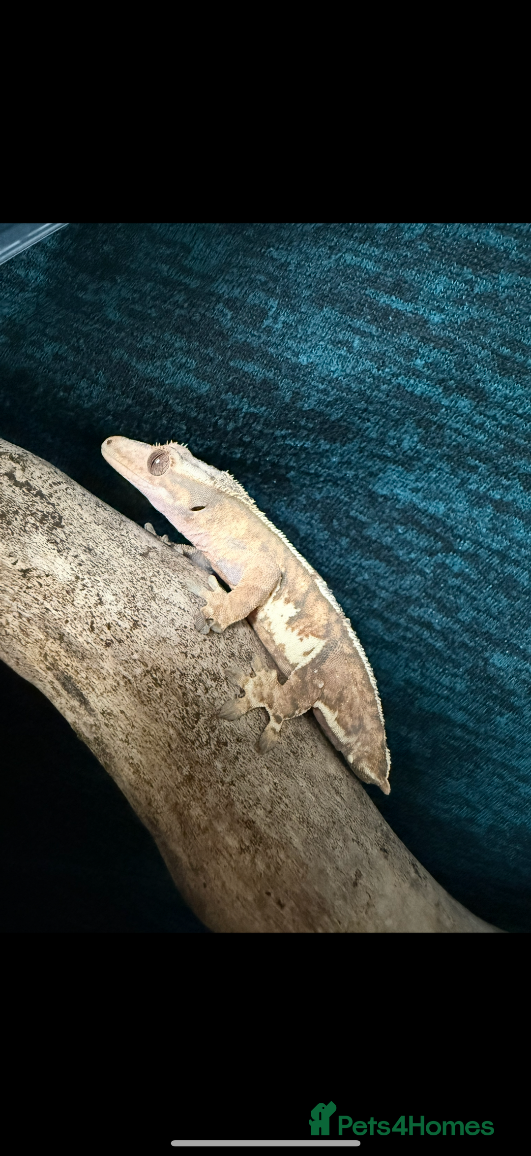Gecko reptiles for sale: Various Crested Geckos for Sale - Image 8