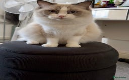 Ragdoll cats for sale:  🇪🇺Show quality European lines ragdoll girl 🩷 - Image 6