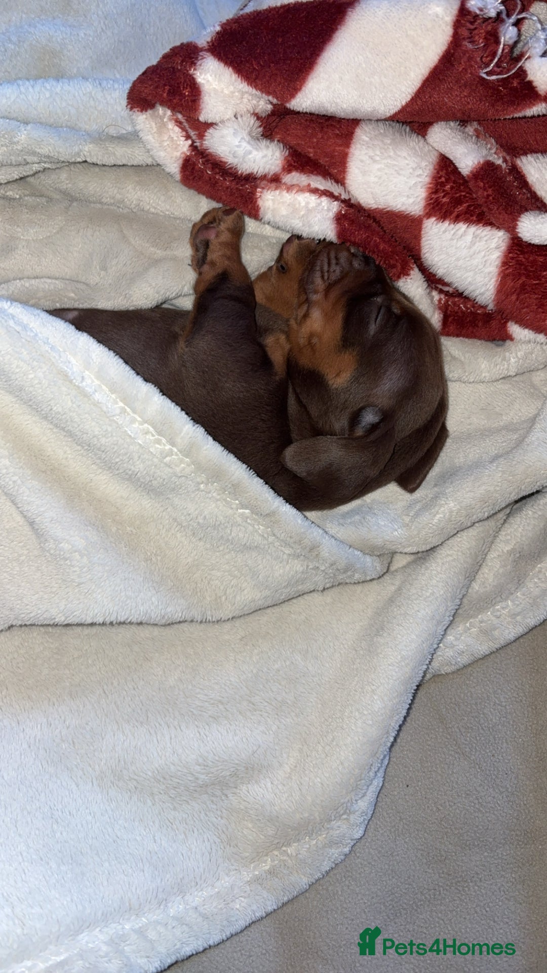 Miniature Dachshund dogs for sale: Our chocolate and tan pups  - Advert 11