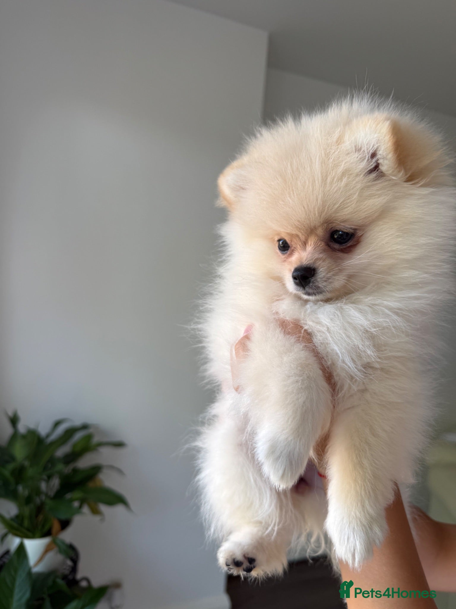 Pomeranian dogs ❤️Stunning Teddy  Bear Pomeranian girls ❤️ - Advert 2