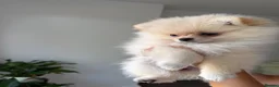 Pomeranian dogs for sale: ❤️Stunning Teddy  Bear Pomeranian girls ❤️ - Advert 2