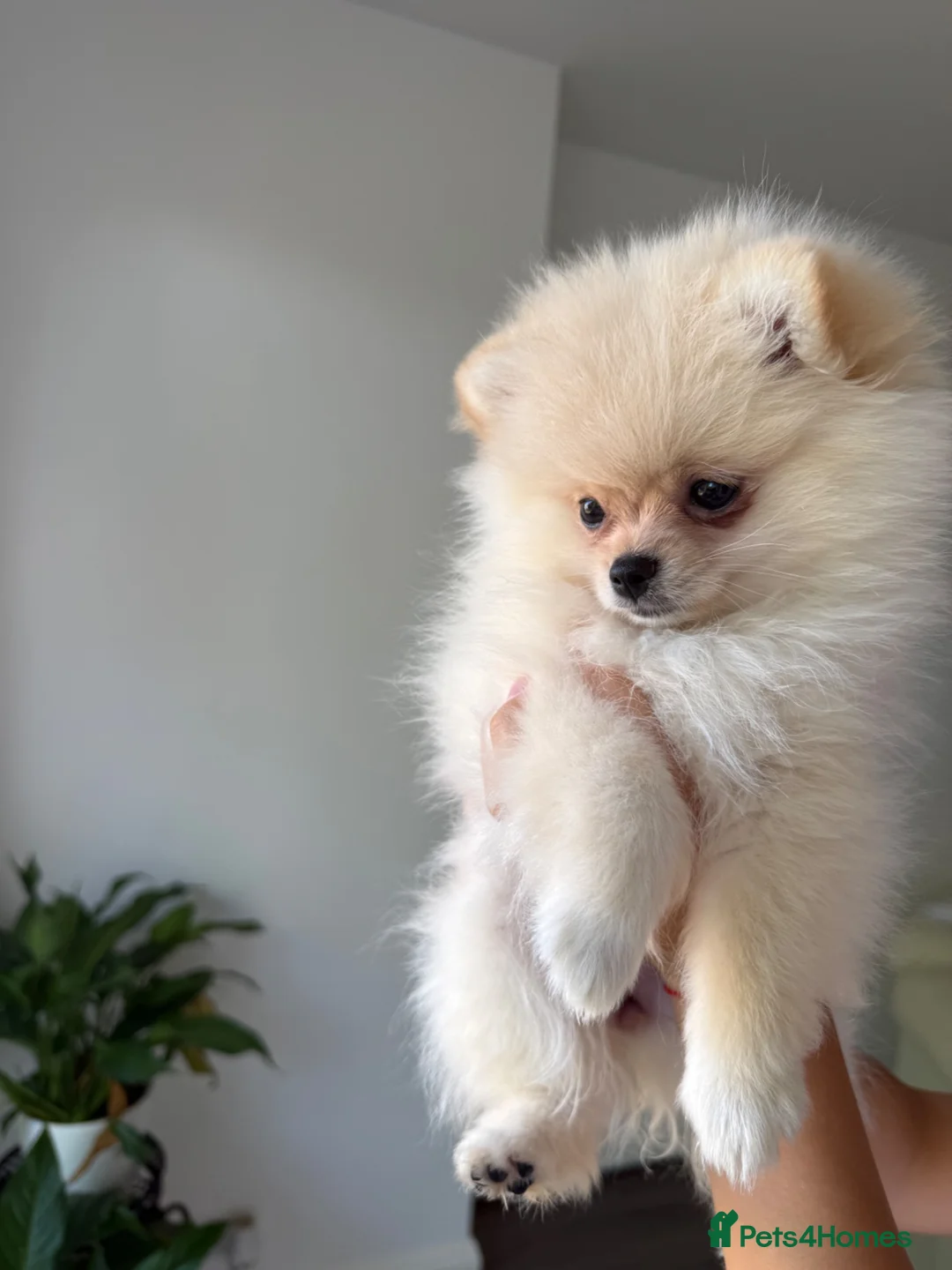 Pomeranian dogs for sale: ❤️Stunning Teddy  Bear Pomeranian girls ❤️ - Advert 2