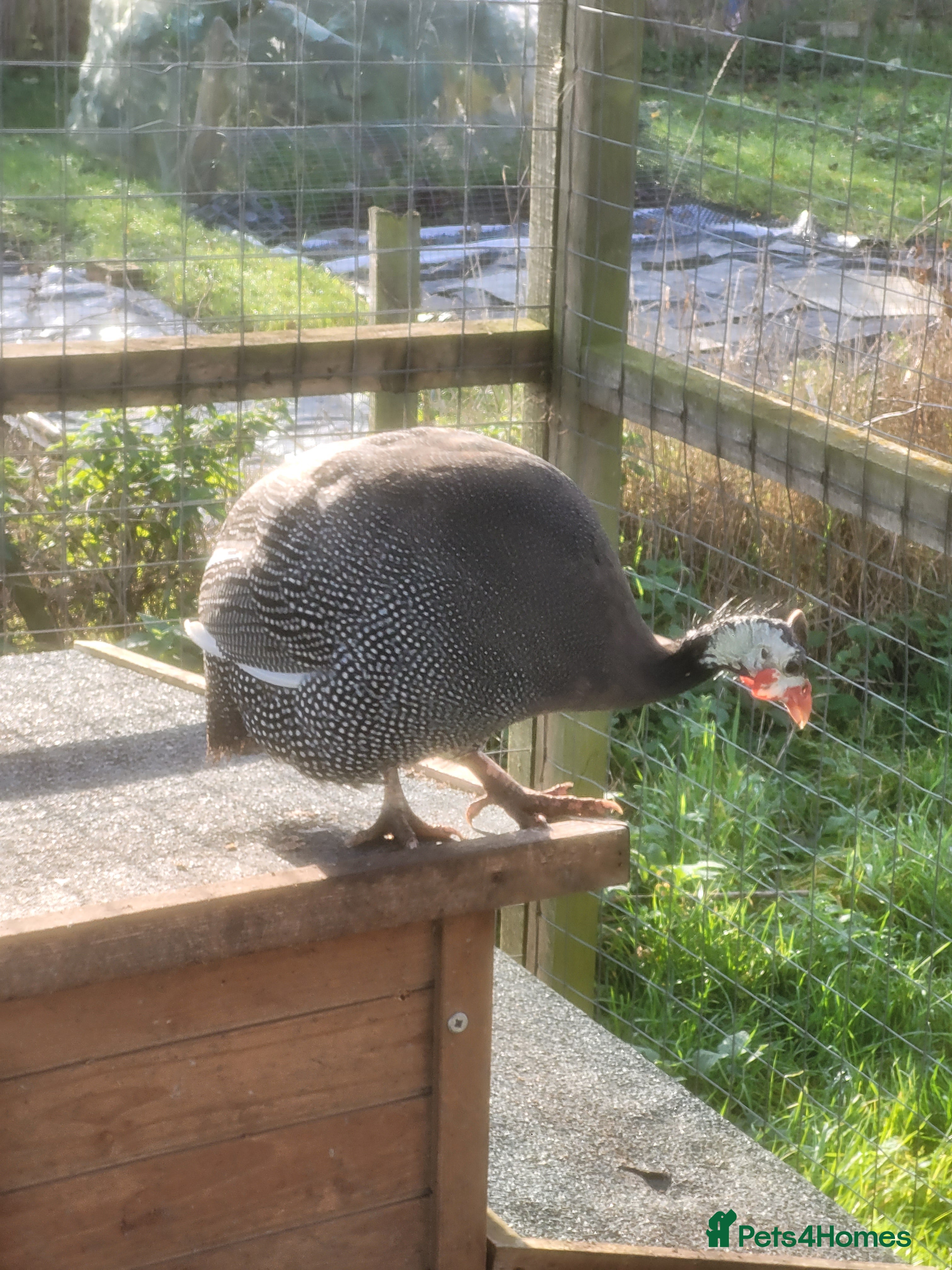 Mixed Breed birds Guinea fowl hen for sale - Advert 18