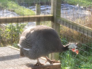 Mixed Breed birds Guinea fowl hen for sale - Advert 1
