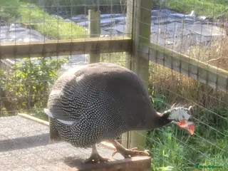 Mixed Breed birds Guinea fowl hen for sale - Advert 14