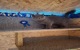 British Shorthair cats for sale: British Shorthair Blue Kittens for  **   - Advert 5