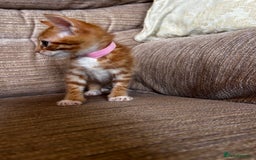 Ragdoll cats for sale: Ragdoll mixed tabby Ginger kittens - Image 17