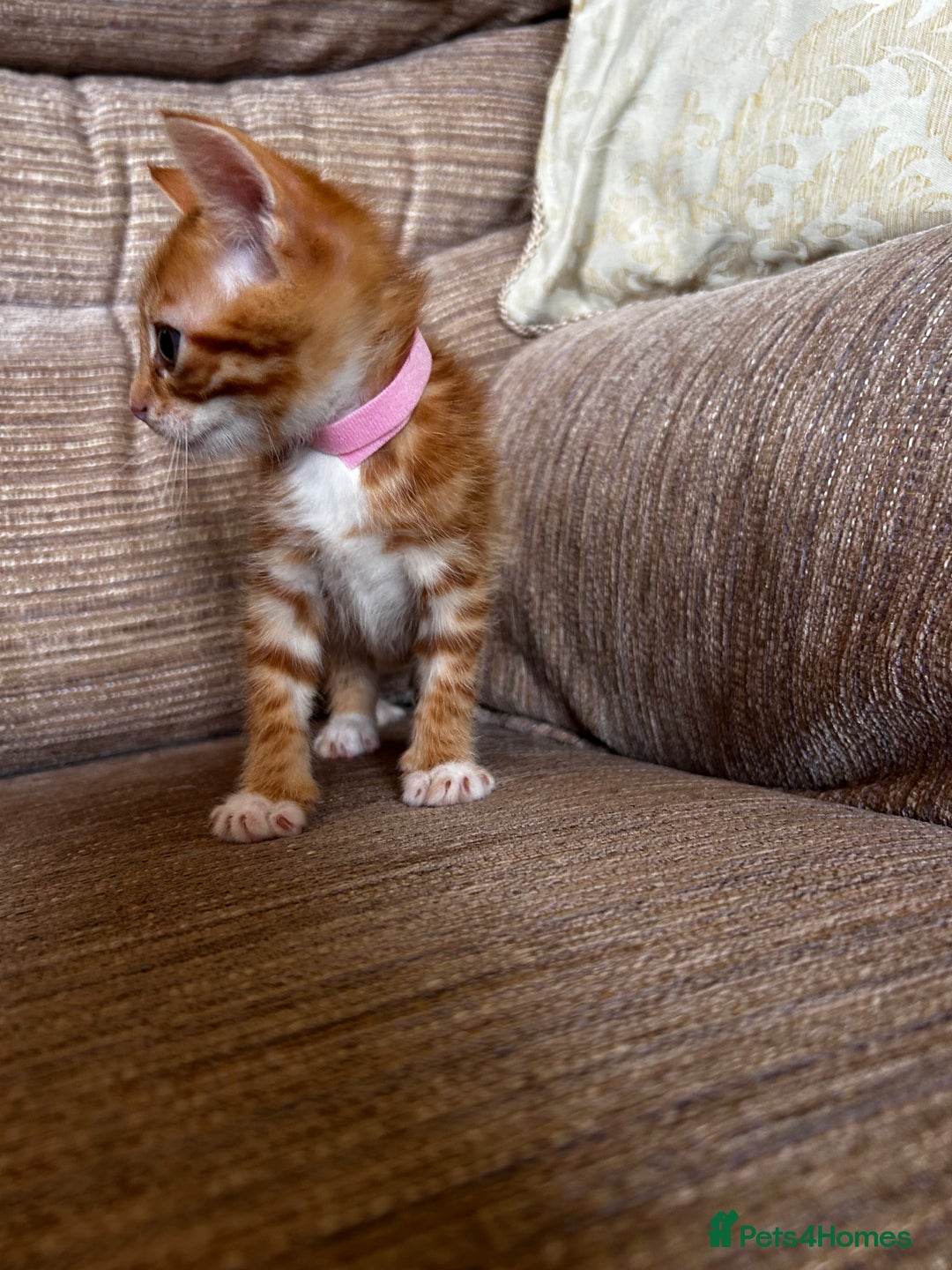 Ragdoll cats for sale: Ragdoll mixed tabby Ginger kittens - Image 17