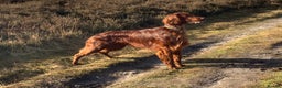 Irish Setter dogs for stud: Irish Setter For Stud. (Health Tested and Proven.) in Cannock - Advert 1