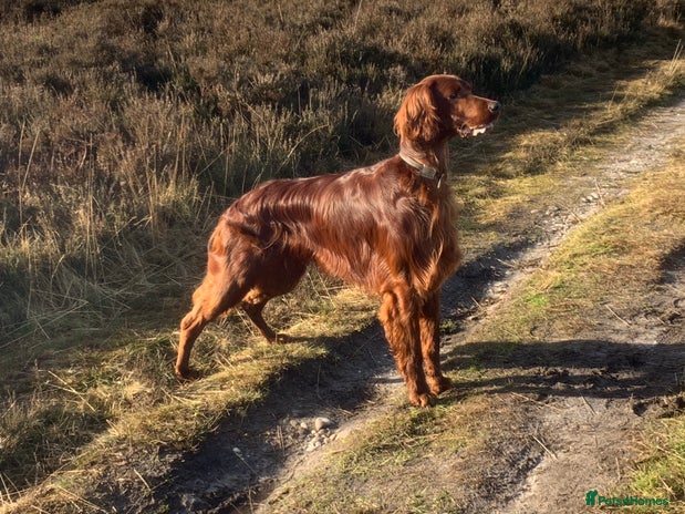 Irish Setter dogs in Cannock - Advert 1