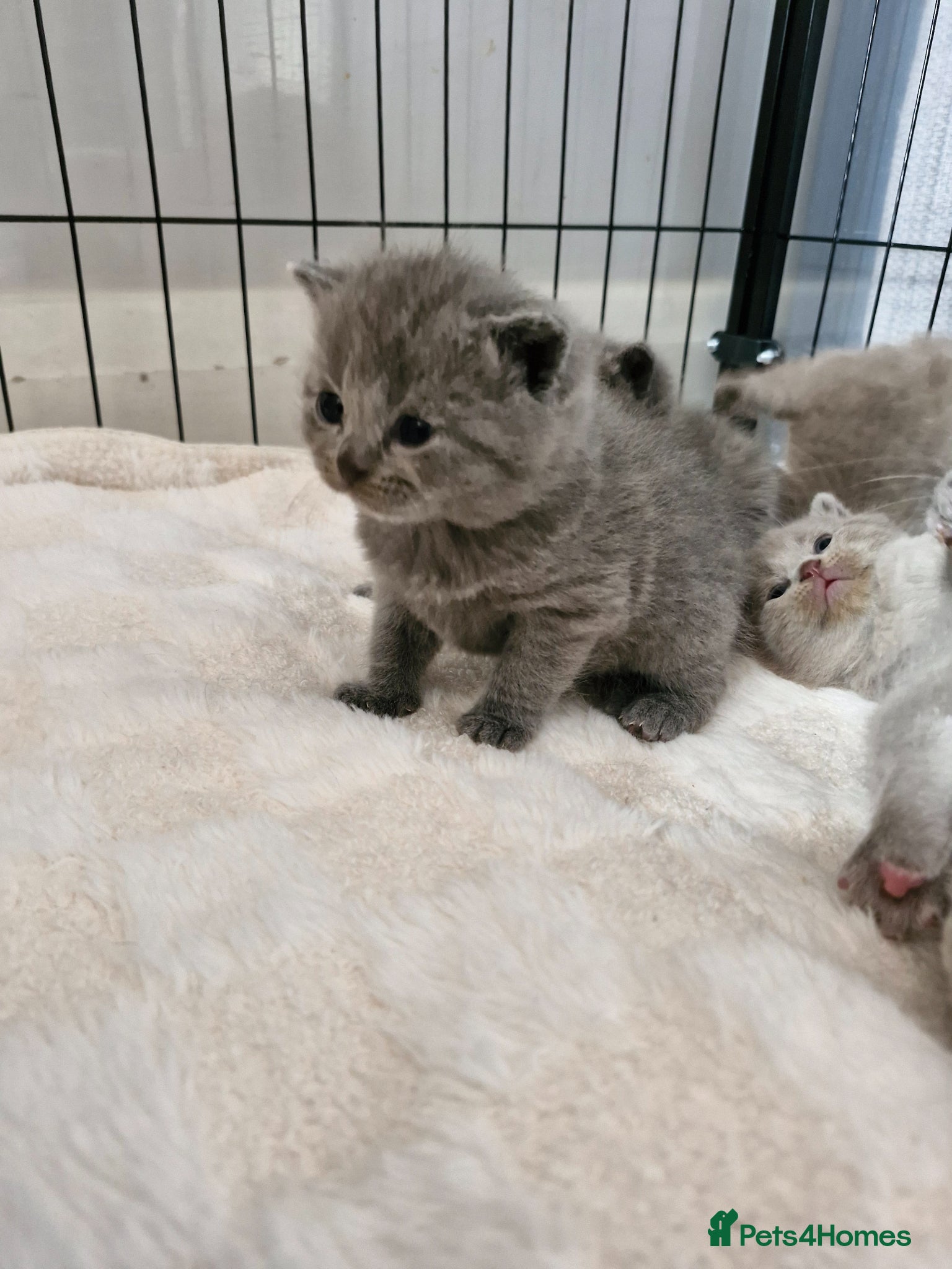 British Shorthair cats British shorthair blue and lilac - Advert 18