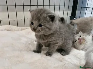 British Shorthair cats British shorthair blue and lilac - Advert 18