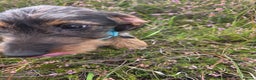 Dachshund dogs for sale: Wired haired dashund  - Advert 2