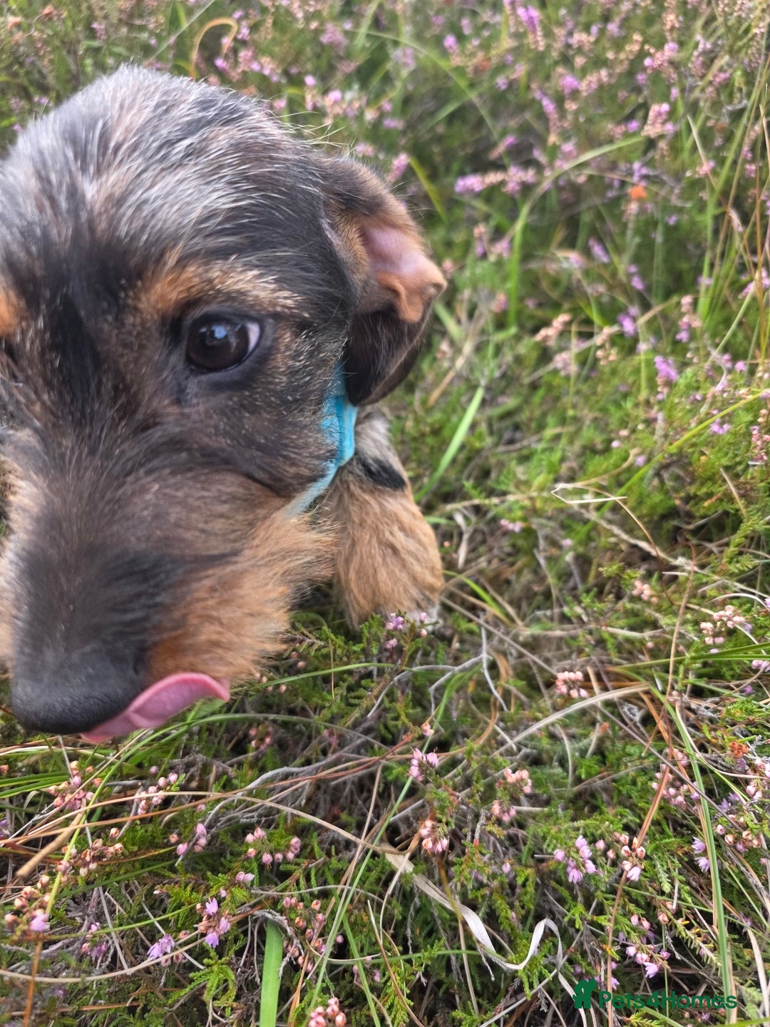 Dachshund dogs for sale: Wired haired dashund  - Advert 2