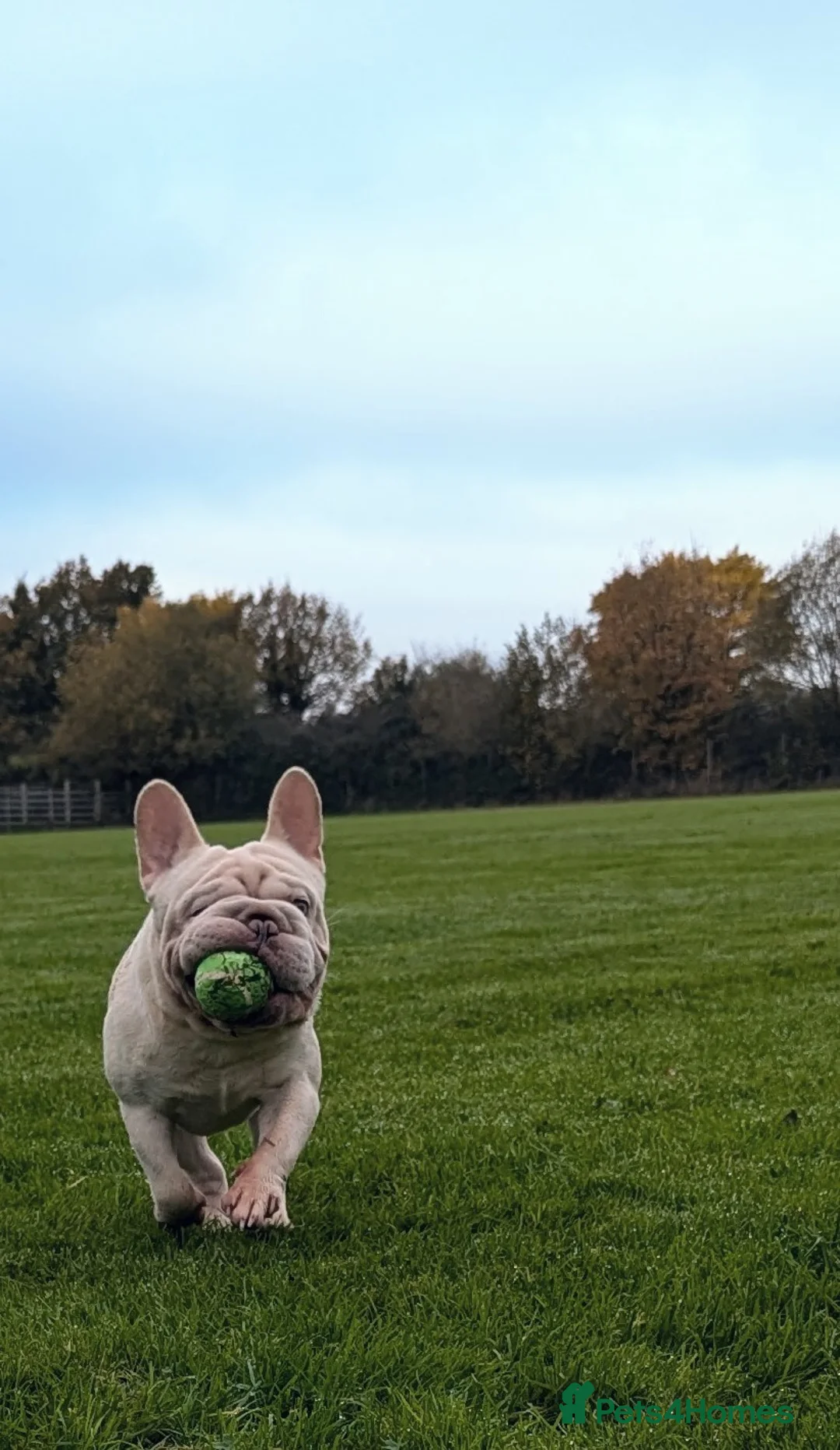 French Bulldog dogs for stud: Lilac platinum french bulldog stud in Portsmouth - Advert 6