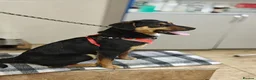 Mixed Breed dogs for adoption: ❤️🐶 PENNY – SHE WON’T LET YOU JUST PASS BY in Burton-on-Trent - Advert 8