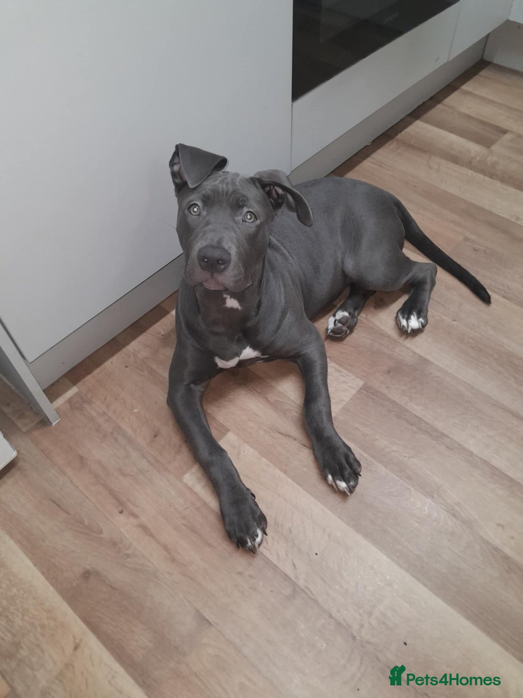 Mixed Breed dogs for sale: Lola needs a new home ! - Advert 2